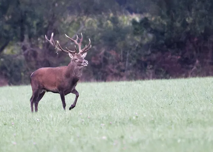 Holiday home Maison Accueillante Nature - Pers. - Fr-1-497-258 Domfront (Orne)