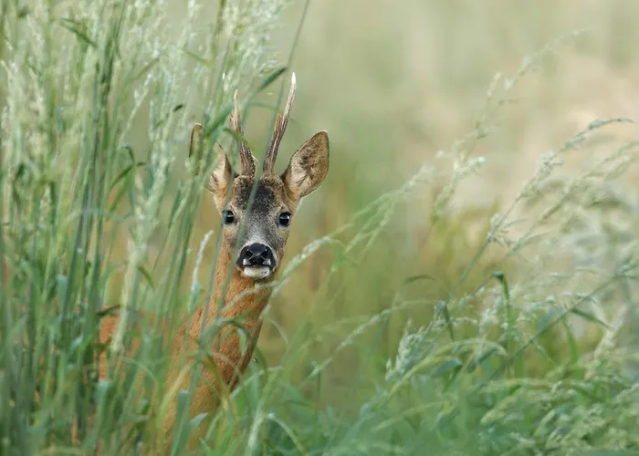 Maison De Campagne, Animaux Sur Demande - 4 Pers. - Fr-1-497-258 בית נופש דומפרונט