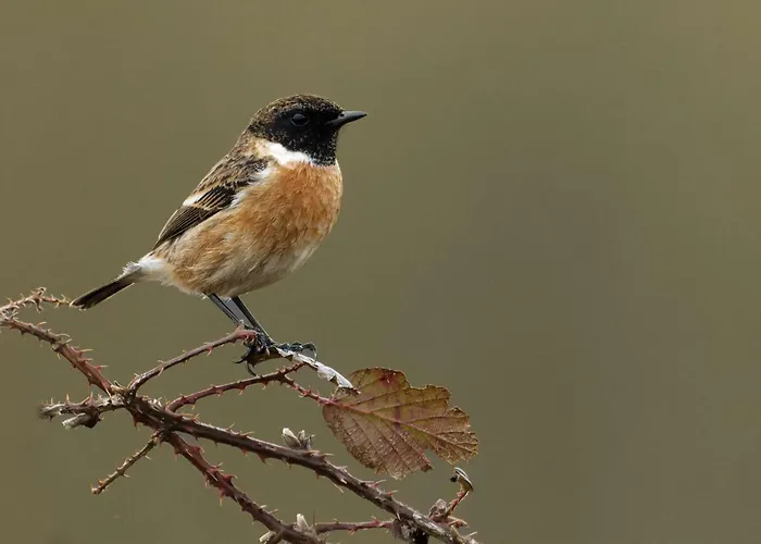 Maison Accueillante Nature - Pers. - Fr-1-497-258 * Domfront (Orne)