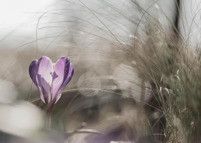 Holiday home Maison Accueillante Nature - Pers. - Fr-1-497-258 Domfront (Orne)