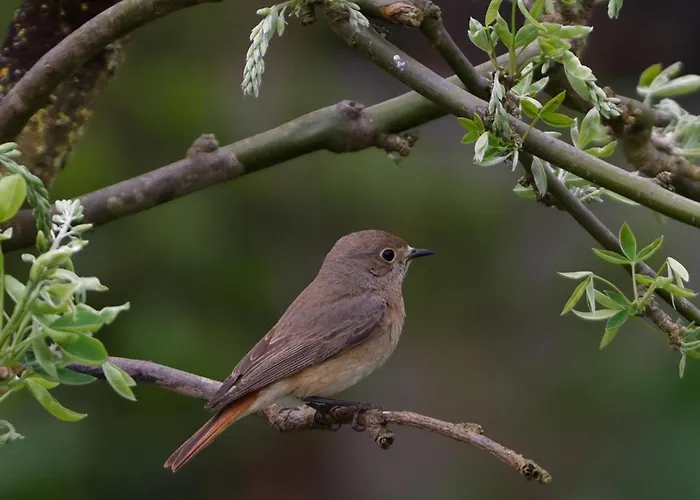 Maison De Campagne, Animaux Sur Demande - 4 Pers. - Fr-1-497-258 *