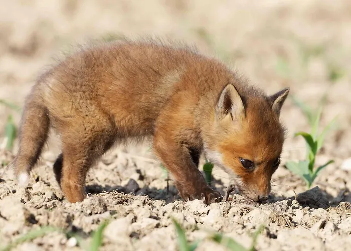 Maison Accueillante Nature - Pers. - Fr-1-497-258 *
