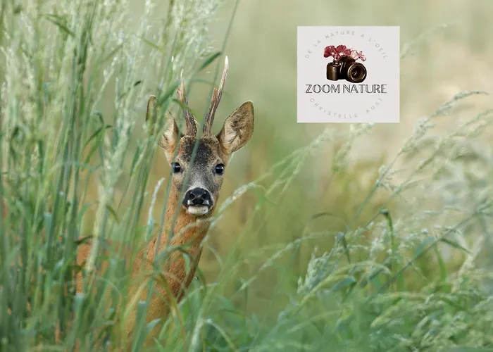 Maison De Campagne, Animaux Sur Demande - 4 Pers. - Fr-1-497-258 בית נופש